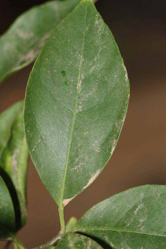              Unifoliolate leaf (Riverside, CA)       